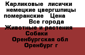 Карликовые “лисички“  немецкие цвергшпицы/померанские › Цена ­ 35 000 - Все города Животные и растения » Собаки   . Оренбургская обл.,Оренбург г.